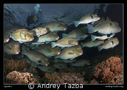 Bumpheads of Sipadan. by Andrey Tazba 